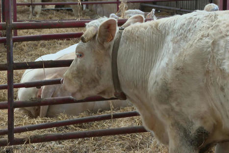 Dans la Loire, désormais les vaches sont connectées | Actualité Bétail | Scoop.it