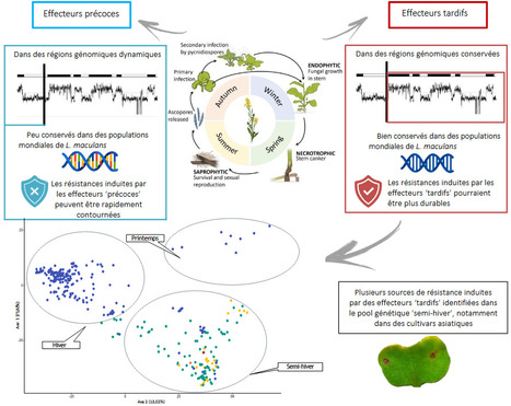Identification de nouvelles sources de r&eacute;sistance quantitative chez le colza face &agrave; Leptosphaeria maculans : vers une gestion plus durable de la n&eacute;crose du collet ? | Life Sciences Universit&eacute; Paris-Saclay | Scoop.it