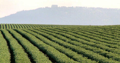 Le Cadmium, un polluant ind&eacute;racinable des sols agricoles fran&ccedil;ais | Plan&egrave;te DDurable | Scoop.it