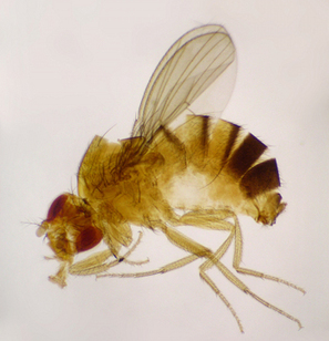 Le cerveau de la mouche s'adapte à la famine | EntomoNews | Scoop.it