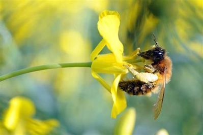 Trois insecticides interdits pour deux ans en Europe - ouest-france.fr | Agriculture en Pays de la Loire | Scoop.it