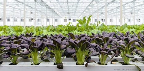 L’extraordinaire ascension de l’agriculture urbaine | ESPACES VEGETALISES URBAINS | Scoop.it