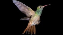 Le vol arrière des colibris mieux compris | Dr. Goulu | Scoop.it