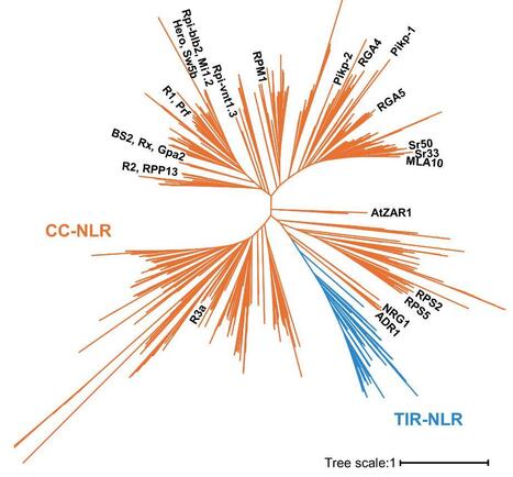 Bio-protocol: Phylogenomics of Plant NLR Immune Receptors to Identify Functionally Conserved Sequence Motifs (2024) | Publications | Scoop.it