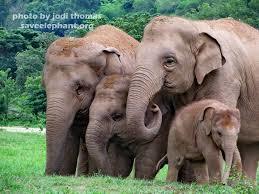 Elephant Culture -  Matriarchal Societies.  The most closely-knit families of any animal | BIODIVERSITY IS LIFE  – | Scoop.it