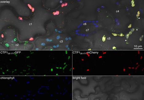 bioRxiv: Rust fungal effectors mimic host transit peptides to translocate into chloroplasts (2015) | Publications from The Sainsbury Laboratory | Scoop.it