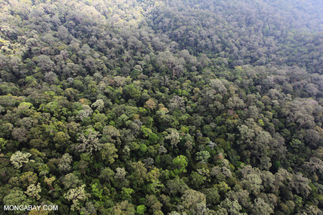 World Bank's forestry investments failing to meet conservation, rights, and anti-poverty goals | Timberland Investment | Scoop.it