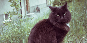 The Surprising Benefits Of Being Superstitious | Family Office & Billionaire Report - Empowering Family Dynasties | Scoop.it