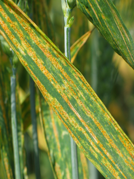 L’adaptation à la température a-t-elle joué un rôle dans l'établissement de nouvelles lignées de Puccinia striiformis f. sp. tritici (rouille jaune du blé) en Europe ? | Life Sciences Université Paris-Saclay | Scoop.it