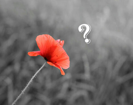 Scientists Now Think That One Compound in the Cannabis Plant Can Replace All Opiates | Cannabis.Net | Scoop.it