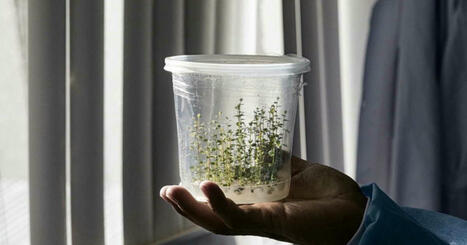 INNOVATIONS : Au Pérou, des scientifiques inventent la myrtille du futur | INNOVATIONS | Scoop.it