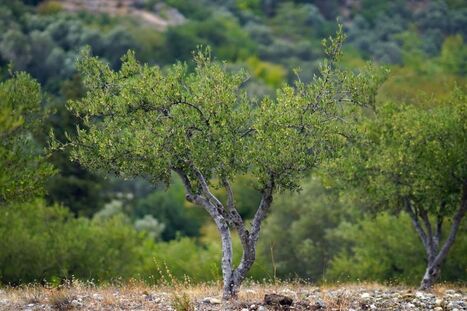 Researchers Transform Olive Grove Waste Into Bioplastic | OLIVE NEWS | Scoop.it