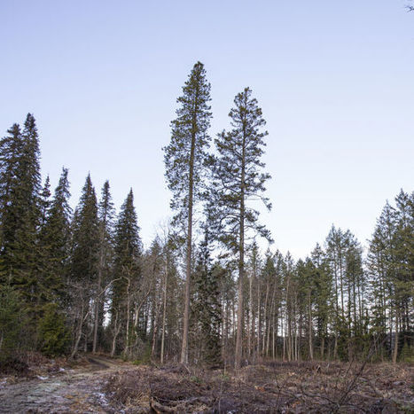Ulkomainen "supermänty" auttaisi torjumaan ilmastonmuutosta, mutta Suomessa se ei kiinnosta – Ruotsissa jo laajat metsät | Yle Uutiset | yle.fi | 1Uutiset - Lukemisen tähden | Scoop.it