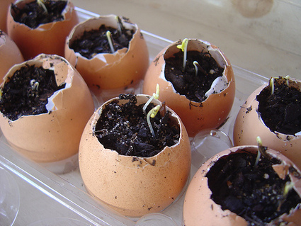 DIY: Eggshell seeds Garden | 1001 Gardens | 1001 Gardens ideas ! | Scoop.it
