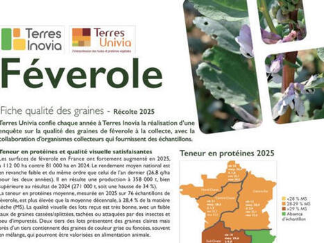Qualit&eacute; des graines de f&eacute;verole : une bonne teneur en prot&eacute;ines en 2025 | ITERG - Veille sectorielle | Scoop.it