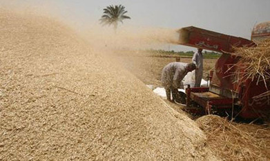 Egypt's commodities buyer sees bigger food bill | CIHEAM Press Review | Scoop.it