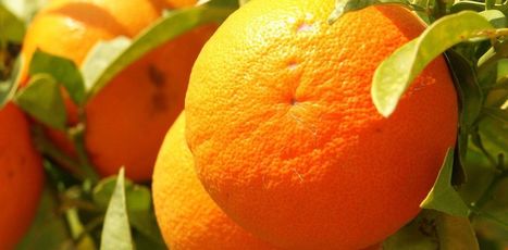 La vitamine C, une molécule au double visage | Dr. Goulu | Scoop.it