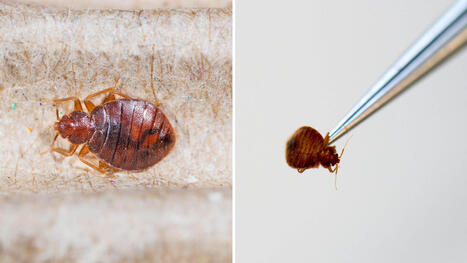 V&auml;ggl&ouml;ss hittades p&aring; bibliotek i Handen | Sverige | Expressen | 1Uutiset - Lukemisen t&auml;hden | Scoop.it