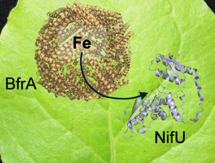 Enhanced Production of Nitrogenase Components NifU and NifH in Nicotiana benthamiana through Co-expression with Bacterioferritin A | asb | RMH | Scoop.it