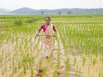 When tribal women make farming look so easy | Press Institute of India | SRI Global News ++ March - May 2025    System of Rice Intensification (SRI) | Scoop.it