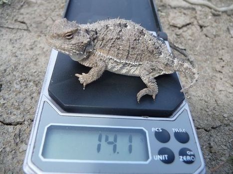 Canadian researchers try to save endangered blood-squirting lizard - Welland Tribune | Prairie and Grassland Ecosystems | Scoop.it