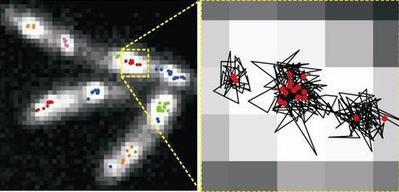 Laser spotlight reveals machine 'climbing' DNA | Complex Insight  - Understanding our world | Scoop.it