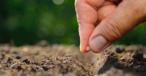 Russia wants to strengthen domestic seed industry | CONFLIT RUSSO-UKRAINIEN | Scoop.it