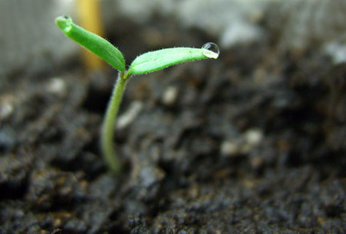 ELs: Transformational power of policy, access, and equality | committedtolanguage | Scoop.it