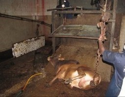 Abattoir frigorifique de Sabalibougou : Sentinelle vigilante contre l’abattage clandestin | La Gazette des abattoirs | Scoop.it