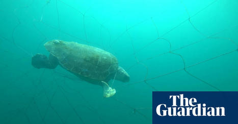 More than 90% of marine animals caught in NSW shark nets over summer were non-target species | Marine life | The Guardian | Soggy Science | Scoop.it