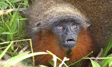 Purring monkey and vegetarian piranha among 400 new Amazon species | RAINFOREST EXPLORER | Scoop.it
