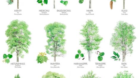 Metsiemme puita | UPM Mets&auml; | 1Uutiset - Lukemisen t&auml;hden | Scoop.it