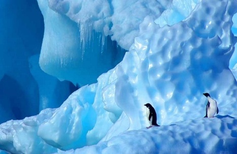 [Infographie] 60 % des populations d&rsquo;animaux sauvages sur Terre ont disparu en 40 ans | Vers la transition des territoires ! | Scoop.it