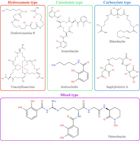 Revealing Microbial Siderophores: From Genes to Applications | mdpi | RMH | Scoop.it