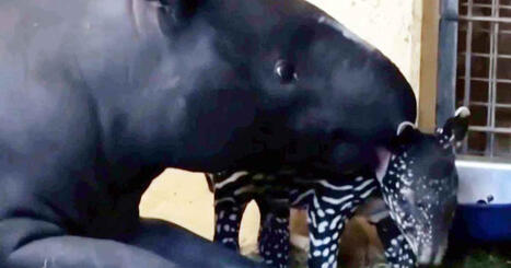 N&uuml;rnbergin el&auml;intarhaan syntyi harvinainen tapiirin&shy;poikanen | Ulkomaat | Yle | 1Uutiset - Lukemisen t&auml;hden | Scoop.it