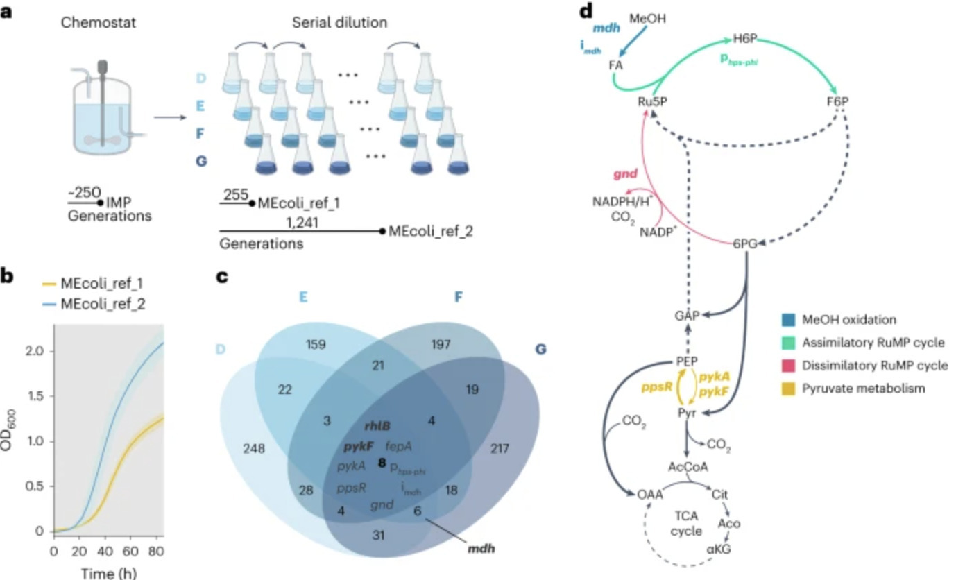 A synthetic methylotrophic Escherichia coli as ...