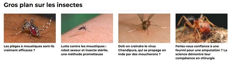 The Conversation : Gros plan sur les insectes | Insect Archive | Scoop.it