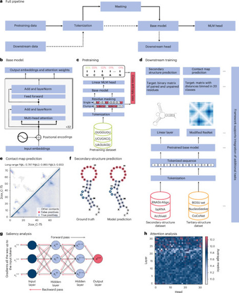 NucleicBERT interprets RNA sequence space through self-supervised language modelling | Nmi | RMH | Scoop.it