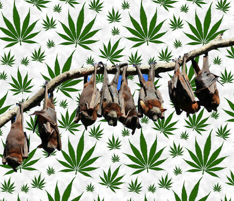 Stop Using Bat Poop to Fertilize Your Weed Plants Immediately, Here is Why... | Cannabis.Net | Scoop.it