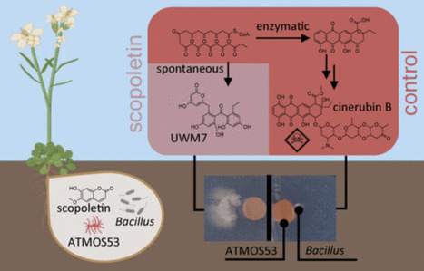 Plant Coumarins Modulate Natural Product Biosynthesis in a Streptomyces Root Endophyte | acs | RMH | Scoop.it