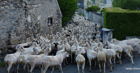 Goulot d'&eacute;tranglement jeudi sur Guchan | Vall&eacute;es d'Aure & Louron - Pyr&eacute;n&eacute;es | Scoop.it