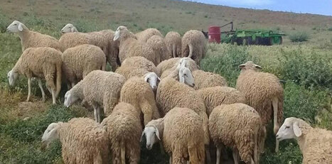L&rsquo;&eacute;levage ovin dans les r&eacute;gions steppiques alg&eacute;riennes | SCIENCES DE L' ANIMAL | Scoop.it