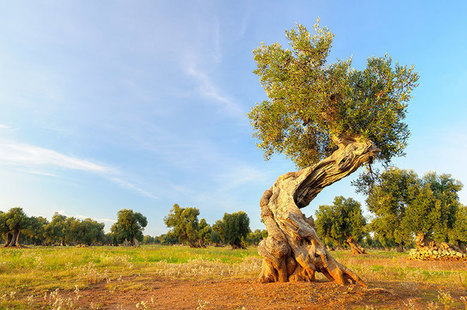 IOC : 26 November World Day of the Olive Tree | CIHEAM Press Review | Scoop.it