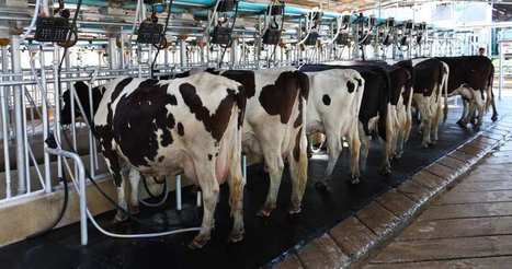 Lait : la fin de la crise entre les mains de la Chine | Economie de l'Elevage | Scoop.it
