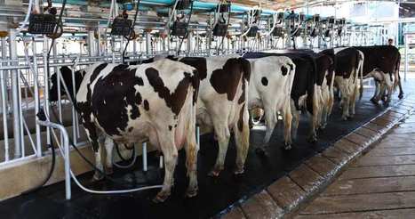 Lait : 2016 s'annonce très difficile pour la filière | Lait de Normandie... et d'ailleurs | Scoop.it