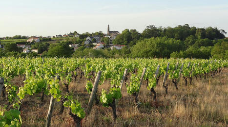 Vinofutur : un nouveau média pour disséquer l'avenir du vignoble - Médiacités | Pour innover en agriculture | Scoop.it