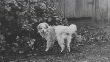 Extremely rare Woolly Dog pelt back in B.C. after more than 160 years | Indigenous Stories and Education | Scoop.it
