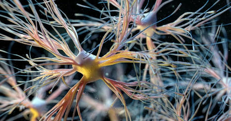 Terra Forming Terra: Transplant of fresh brain cells replaces diseased and aged ones | Science News | Scoop.it