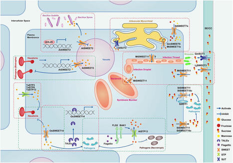 Sugar transporters: mediators of carbon flow between plants and microbes | Plant-Microbe Symbiosis | Scoop.it