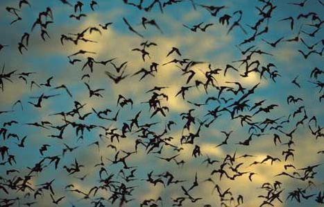 Long-lived bats offer clues on diseases, cancer and aging | Amazing Science | Scoop.it